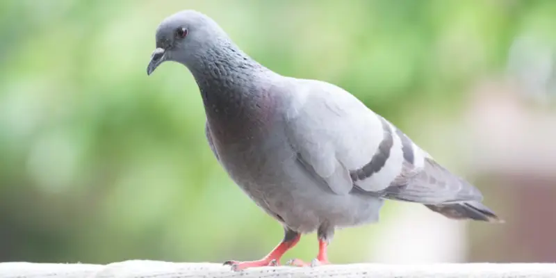 Chim bồ câu mang nhiều ý nghĩa khi bay vào nhà