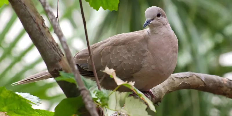 bồ câu bay mang ý nghĩa tích cực
