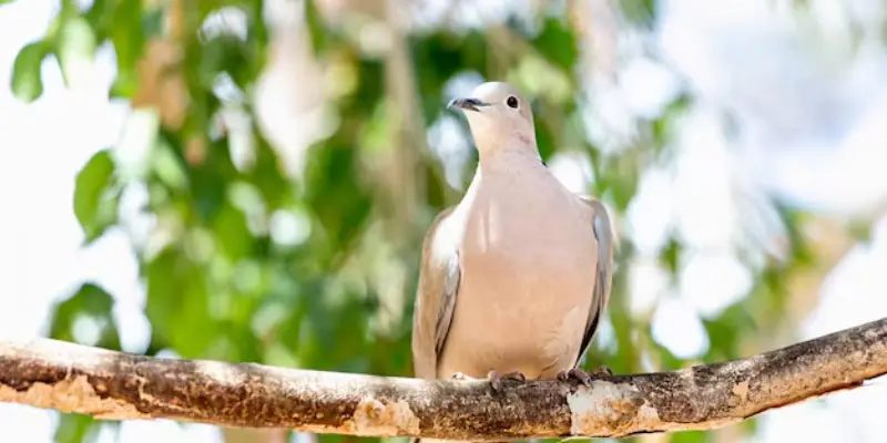bồ câu mổ thóc khi bay vào nhà