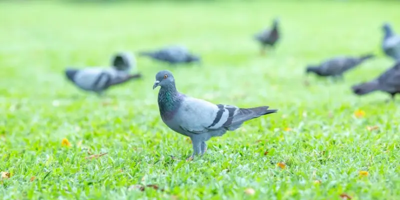 gặp chim bồ câu trong chiêm bao