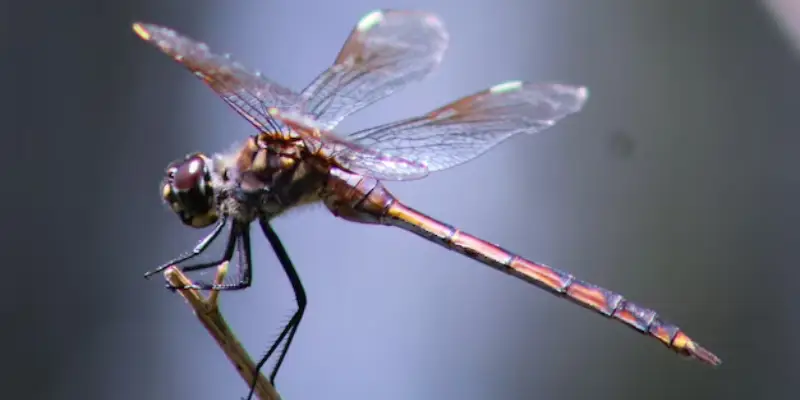 chuồn chuồn đậu lên người bay vào nhà