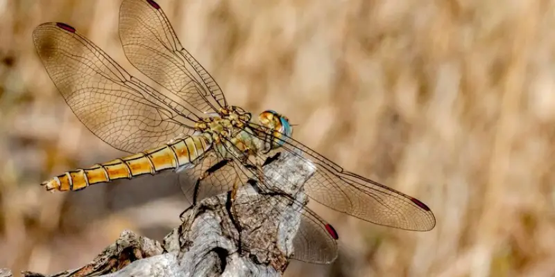 Vận may tới khi thấy chuồn chuồn ghé thăm