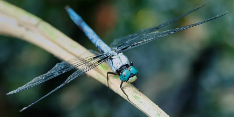 Chuồn chuồn trong đêm tối 