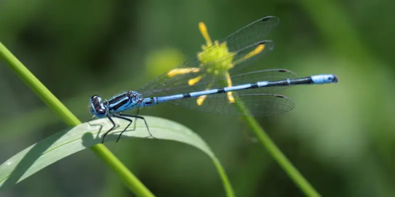gặp chuồn chuồn xanh xuất hiện ở trong nhà
