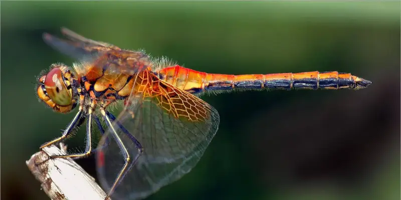 điềm báo thấy chuồn chuồn đỏ bay