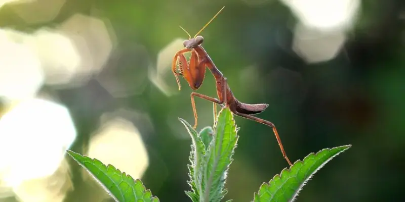 Con bọ ngựa bay vào nhà