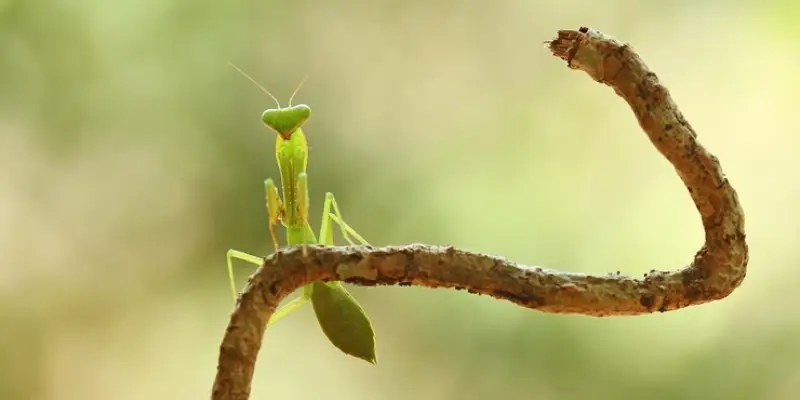 Điềm báo khi nhìn thấy con bọ ngựa bay vào nhà