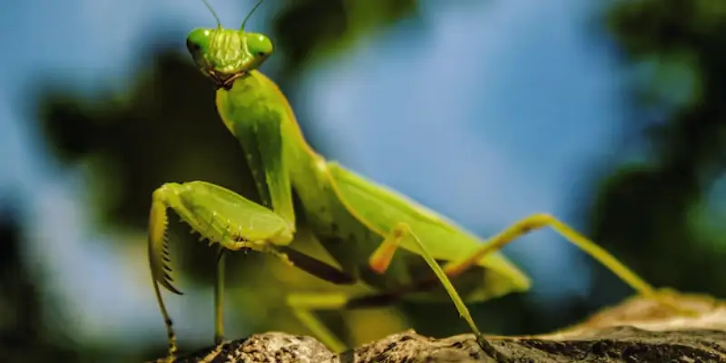 con bọ ngựa bay vào nhà rồi chết