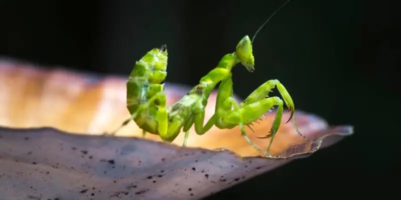 con bọ ngựa bay vào nhà là điềm gì