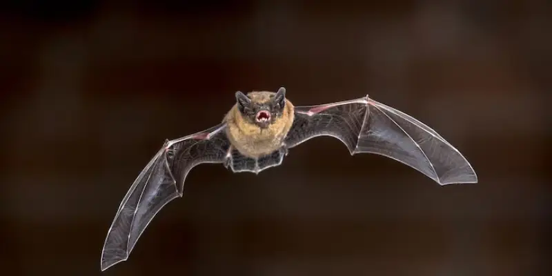 thấy dơi bay vào nhà là hung hay cát