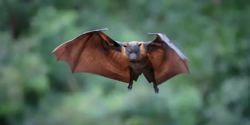 dơi bay vào nhà vào ban đêm