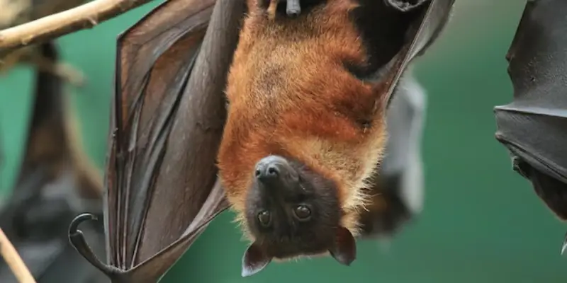khám phá dơi bay vào nhà