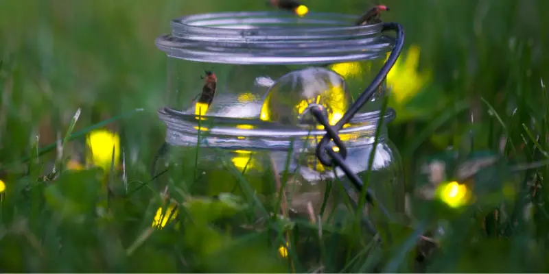 đom đóm bay vào nhà là điềm lành hay dữ