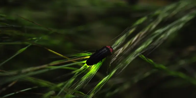 buổi trưa đom đóm bay vào nhà