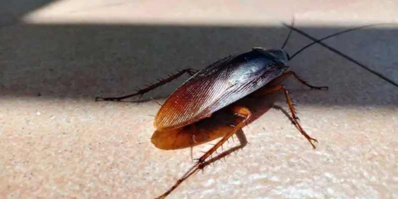 hiện tượng gián ghé thăm nhà