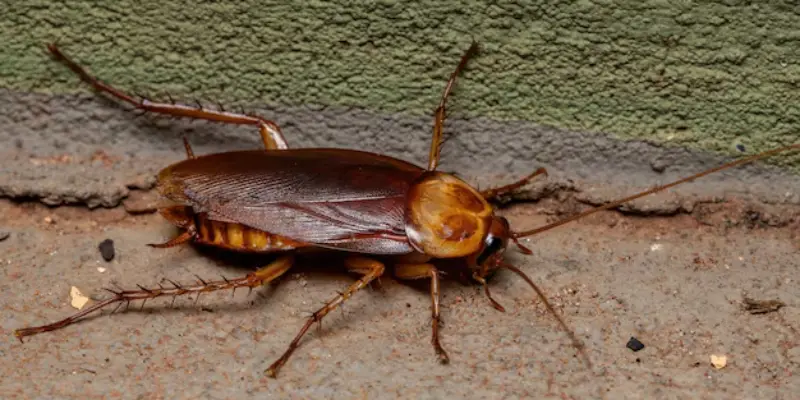 gián bay lên người ở trong nhà