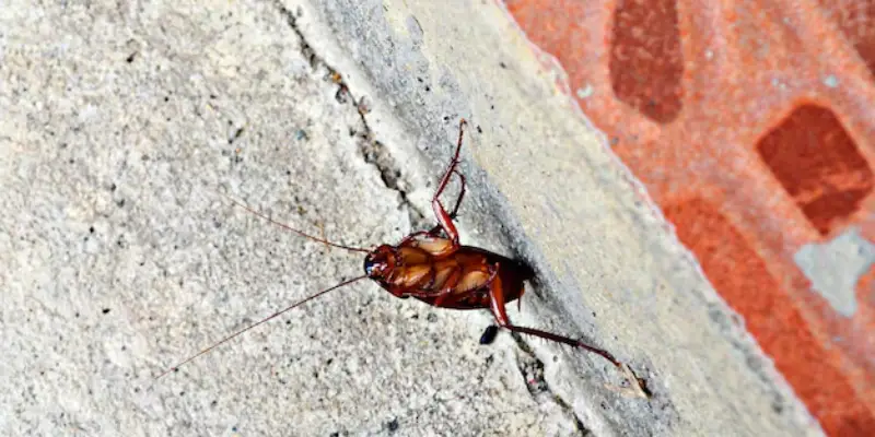 thấy gián xâm nhập vào nhà người khác