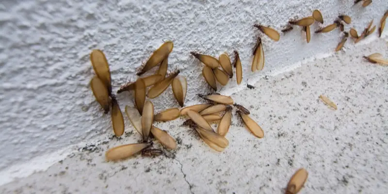 Mối bay vào nhà hung hay cát