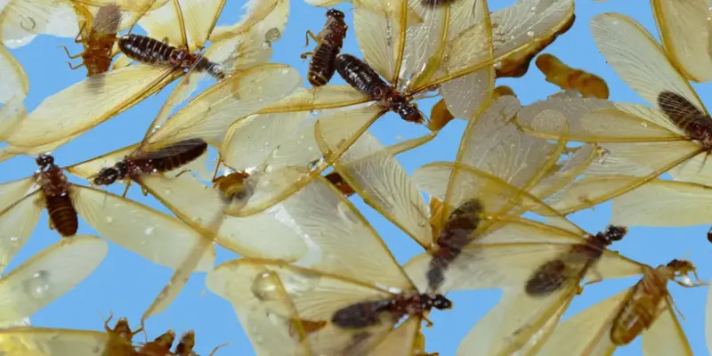 Giải mã mối bay vào nhà theo từng khung giờ