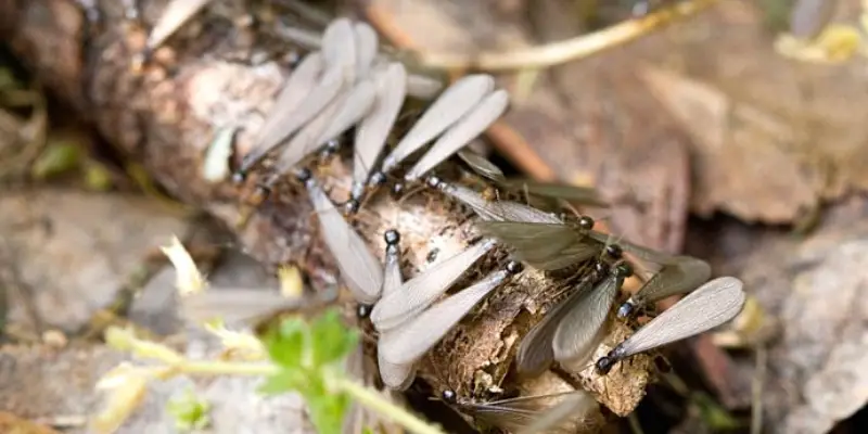 Mối bay vào nhà đánh con gì