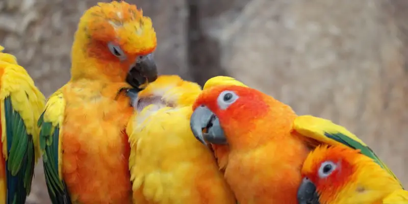 hiện tượng vẹt bay vào nhà đánh con g