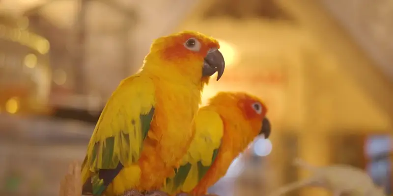 Vẹt bay vào nhà đánh con gì may mắn