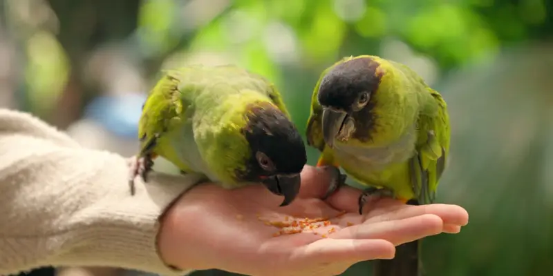 Điềm báo gặp vẹt bay vào nhà đánh con gì