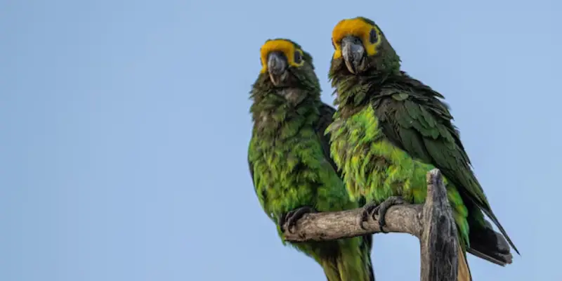 Tìm hiểu vẹt bay vào nhà đánh con gì